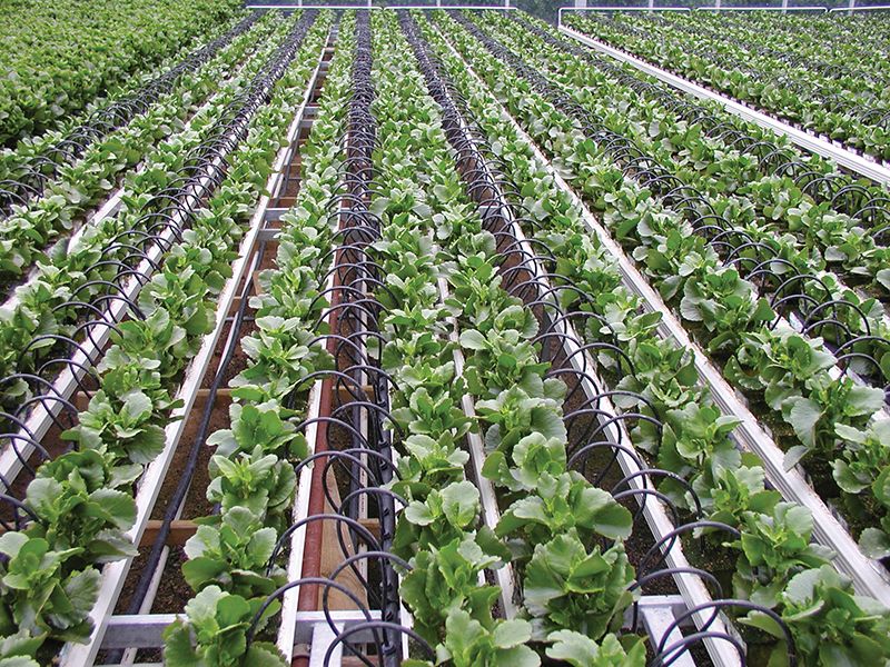 Rows of crops watered by drip irrigation lines
