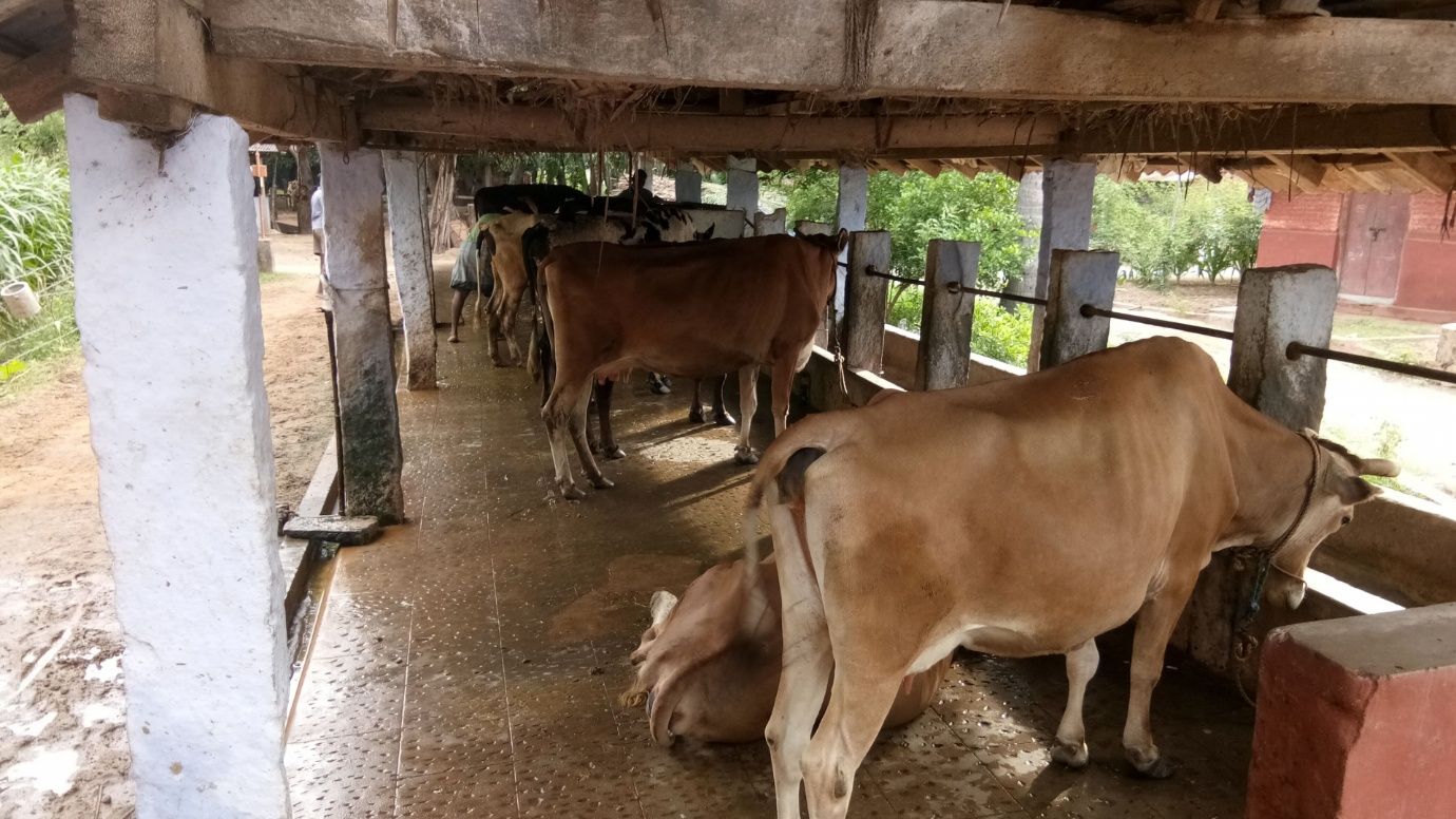 Cows in a cattle shed