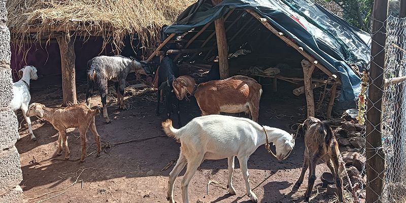 Goats in a village shelter